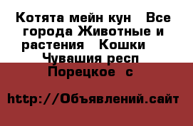 Котята мейн кун - Все города Животные и растения » Кошки   . Чувашия респ.,Порецкое. с.